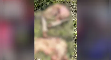Imagem ilustrativa da notícia: Polícia investiga onda de roubos e abate clandestino de gado em Santana do Araguaia