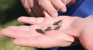 Imagem ilustrativa da notícia: Vigilância de Marabá intensifica fiscalização do açaí