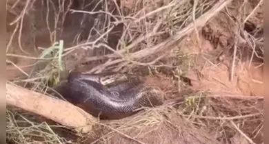 Imagem ilustrativa da notícia: Grupo de pescadores flagra sucuri de 5 metros às margens do Rio Itacaiunas, em Marabá