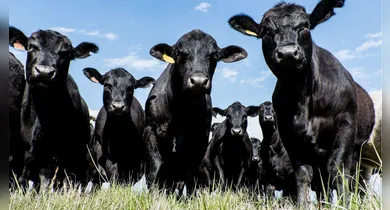 Imagem ilustrativa da notícia: Marabá se consolida como a terceira maior potência pecuária da Região Norte, aponta IBGE