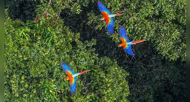 Imagem ilustrativa da notícia: Desmatamento na Amazônia recua e consolida tendência de queda, aponta INPE