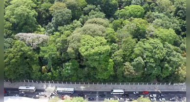 Imagem ilustrativa da notícia: Bosque Rodrigues Alves preserva relação de Belém com a floresta