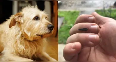 Imagem ilustrativa da notícia: Insetos de chuva podem intoxicar cães, alerta veterinário