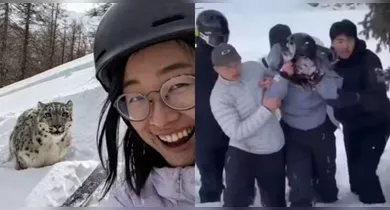 Imagem ilustrativa da notícia: Mulher é atacada por leopardo-das-neves após tentar tirar selfie