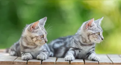 Imagem ilustrativa da notícia: Gatos podem fornecer a chave para cura do câncer. Entenda!