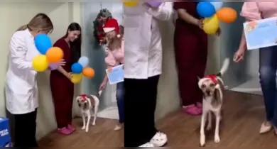 Imagem ilustrativa da notícia: Gabriel, cão apedrejado em Icoaraci, recebe alta veterinária 