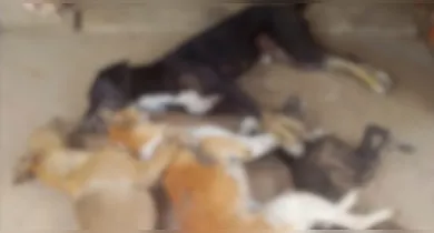 Imagem ilustrativa da notícia: Oito cães são encontrados mortos em área rural no Pará
