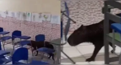 Imagem ilustrativa da notícia: Filhote de capivara "assiste" aula em escola de Bragança