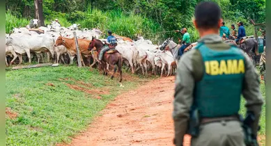 Imagem ilustrativa da notícia: Assassinato de vaqueiro em Terra Indígena foi emboscada, diz Ibama