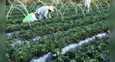 Imagem ilustrativa da notícia: Concurso da ANATER encerra inscrições nesta segunda-feira (5)