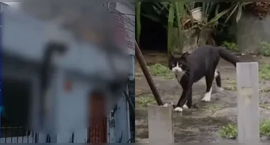 Imagem ilustrativa da notícia: VÍDEO: Gato é encontrado morto e pendurado em varal em Ananindeua