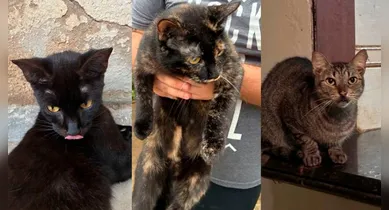 Imagem ilustrativa da notícia: Belém: mulher morre e deixa 61 gatos; família busca tutores