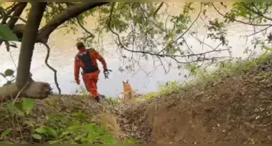 Imagem ilustrativa da notícia: Cães farejadores detectam rastro de crianças desaparecidas em Bacabal