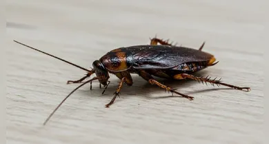 Imagem ilustrativa da notícia: O erro comum na sua cozinha que atrai baratas (e não é o lixo)