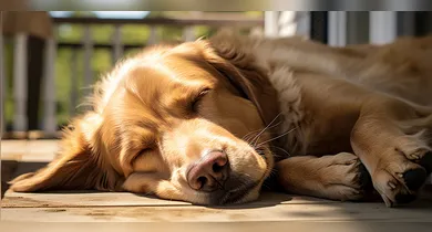 Imagem ilustrativa da notícia: Seu cachorro fica deitado no sol? Entenda o que isso significa