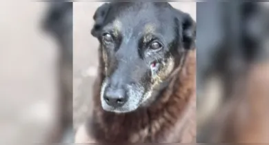 Imagem ilustrativa da notícia: Cão Orelha: veja como a Polícia desvendou o caso e chegou ao autor do crime