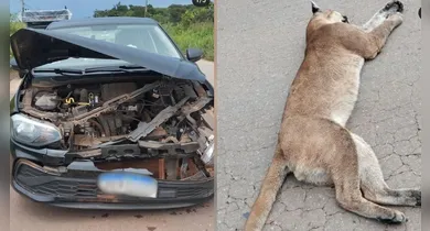 Imagem ilustrativa da notícia: Onça-parda morre após ser atropelada na BR-158, no Pará
