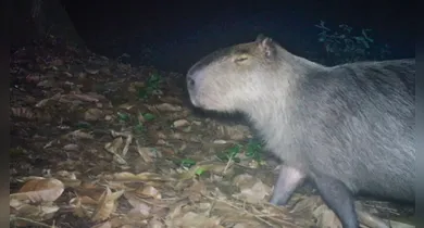 Imagem ilustrativa da notícia: Grupo cerca e espanca capivara; veja o vídeo da captura