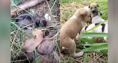 Imagem ilustrativa da notícia: Operação resgata 17 cães abandonados durante o "Abril Laranja"