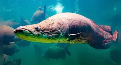 Imagem ilustrativa da notícia: Ibama declara pirarucu como espécie invasora e autoriza abate