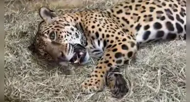 Imagem ilustrativa da notícia: Onça do Pará é a primeira a receber transfusão de sangue