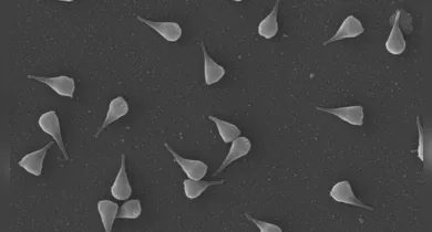 Imagem ilustrativa da notícia: Naiavírus: Cientistas do Brasil acham vírus gigante no Pantanal