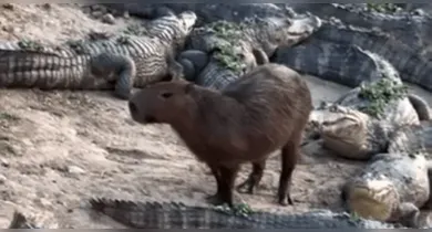 Imagem ilustrativa da notícia: Como capivaras conseguem conviver com jacarés em segurança?