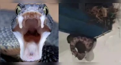 Imagem ilustrativa da notícia: VÍDEO: Cobra é flagrada devorando pássaro dentro de escola