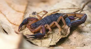 Imagem ilustrativa da notícia: 3 plantas que chamam escorpiões e exigem atenção