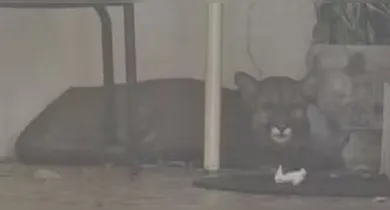 Imagem ilustrativa da notícia: Onça-parda 'invade' garagem, morador não percebe e leva susto; veja