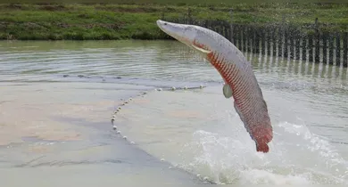 Imagem ilustrativa da notícia: Ibama autoriza captura de pirarucu no Lago Paranoá, em Brasília