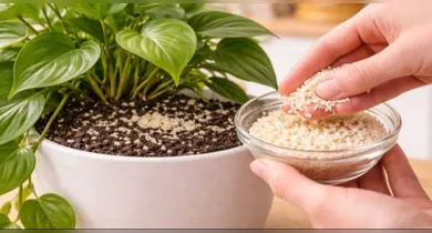 Imagem ilustrativa da notícia: Colocar arroz cru no vaso pode ajudar o solo a ficar mais vivo; entenda