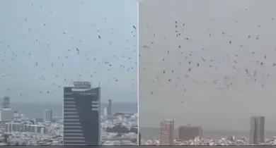 Imagem ilustrativa da notícia: Vídeo: milhares de corvos se espalham pelo céu de Tel Aviv
