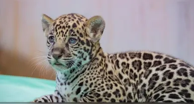 Imagem ilustrativa da notícia: Veja o nome escolhido para onça-pintada do BioParque Vale Amazônia