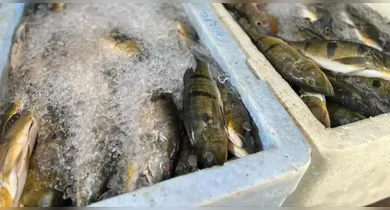 Imagem ilustrativa da notícia: Veja como identificar um peixe fresco na hora da compra
