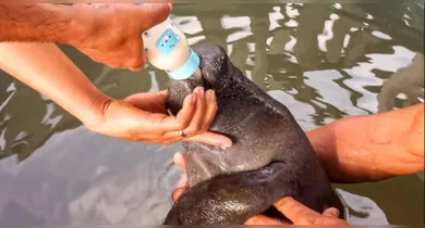 Imagem ilustrativa da notícia: Pará inaugura base para conservação de peixe-boi em Oriximiná