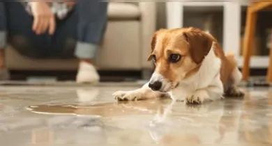 Imagem ilustrativa da notícia: Veja como eliminar odor de xixi de cachorro da casa