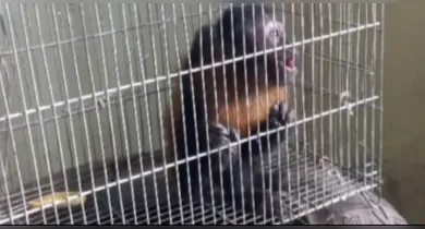 Imagem ilustrativa da notícia: Após "arrastões e invasões", macaco do "terror" é capturado em cidade do Pará