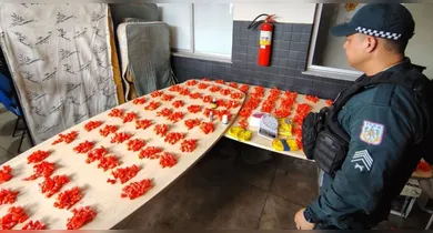 Imagem ilustrativa da notícia: Polícia apreende mais de 900 papelotes de drogas em Icoaraci