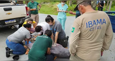 Imagem ilustrativa da notícia: Boto resgatado em canal é levado para Centro de Triagem de Animais Silvestres