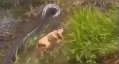 Imagem ilustrativa da notícia: VÍDEO: Sucuri gigante é flagrada pegando cachorro em fazenda