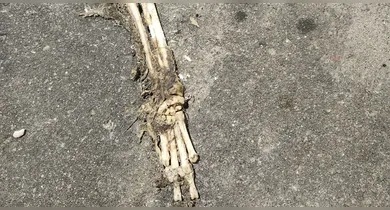 Imagem ilustrativa da notícia: Vídeo: ossada é encontrada perto de famoso bar em Belém