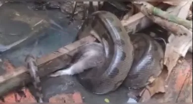 Imagem ilustrativa da notícia: Sucuri é flagrada devorando gato em córrego no Sideral