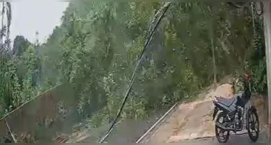 Imagem ilustrativa da notícia: Árvore cai e interdita rua no Bengui, em Belém. Veja o vídeo