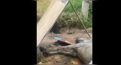 Imagem ilustrativa da notícia: Égua cai em bueiro destampado no bairro de Águas Brancas em Ananindeua