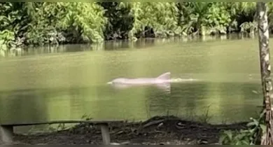 Imagem ilustrativa da notícia: Vídeo: boto joga pedras em casa de morador na ilha do Marajó