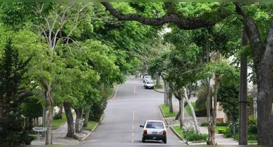 Imagem ilustrativa da notícia: Nova lei permite poda de árvores em casos emergenciais