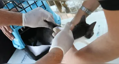 Imagem ilustrativa da notícia: Conselho de Veterinária alerta sobre casos de doença em gatos
