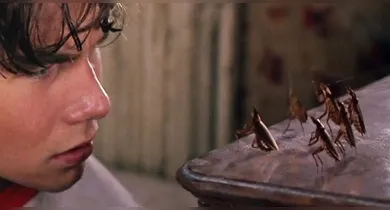 Imagem ilustrativa da notícia: Nem comida, nem lixo: o que atrai baratas para sua cozinha