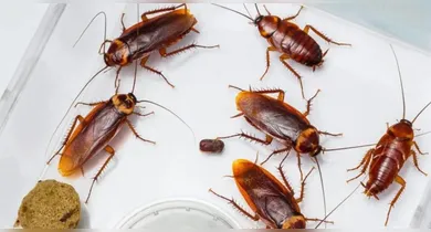 Imagem ilustrativa da notícia: Cheiro de barata? Saiba por que nem todos percebem o odor